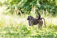 Mère singe et bébé singe sur la route à travers l'Ouganda