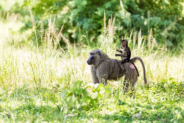 Affenmutter und Affenbaby auf der Straße durch Uganda von Laura de Kwant