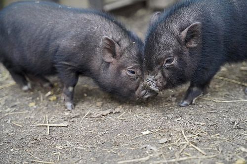 Mini biggetje bij zijn eerste uittocht op de boerderij.