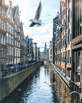 Birds over Amsterdam