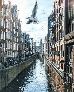 Birds over Amsterdam von Dennis H