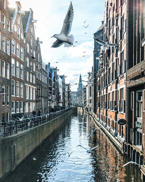 Birds over Amsterdam van Dennis H