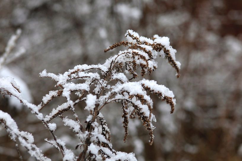 Wintertime by Thomas Jäger