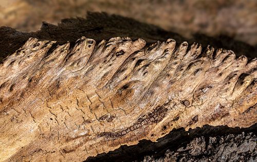 Houtnerven in een boombast, als een boomhuid