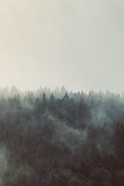 Fog in the Black Forest by Veri Gutte