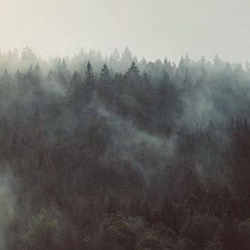 Mist in het Zwarte Woud van Veri Gutte