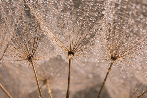 Kleine waterdruppeltjes op een morgenster