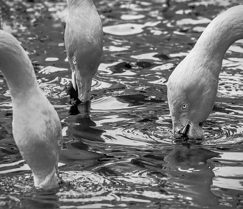 Feeding flamingos
