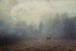 Cerf dans une clairière dans le brouillard avec pleine lune