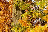 Gele en bruine herfstbladeren van Jessica Berendsen thumbnail