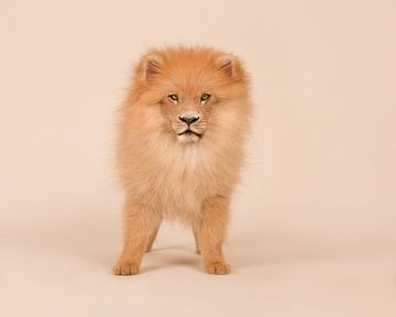 Pomeranian mit seinem wahren Gesicht von Elles Rijsdijk