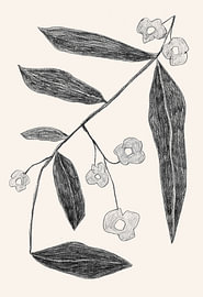 Dessin botanique de branches sur Catalina Somolinos