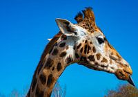 Een mooie close up van een giraffe die zijn tong uitsteekt.