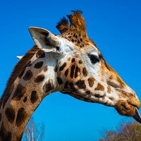 Eine schöne Nahaufnahme einer Giraffe, die ihre Zunge herausstreckt. von JGL Market