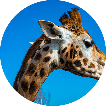 Een mooie close up van een giraffe die zijn tong uitsteekt. van JGL Market