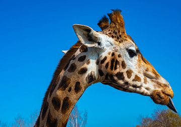 Een mooie close up van een giraffe die zijn tong uitsteekt. van JGL Market