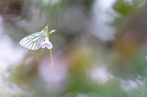 vlinder in sfeervol ochtendlicht
