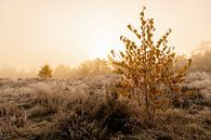 Heidelandschap met kleine berkenbomen met felgeel blad van Sjoerd van der Wal Fotografie thumbnail