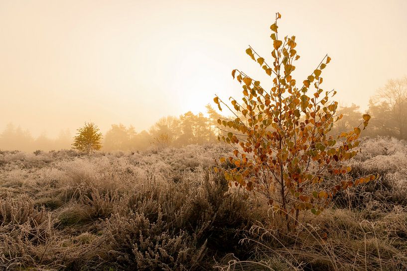 Heidelandschap met kleine berkenbomen met felgeel blad van Sjoerd van der Wal Fotografie