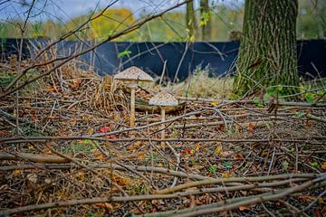 Herfstkleuren van het Zwart Water van Jos Saris