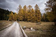 In het Bos - Dolomieten, Italië van Thijs van den Broek thumbnail
