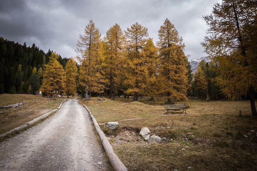 In den Wald - Dolomiten, Italy von Thijs van den Broek