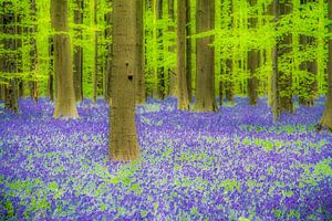 Abstracte Hallerbos