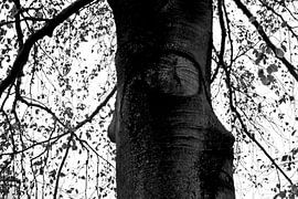 AUGE von Miroslav Ptacek