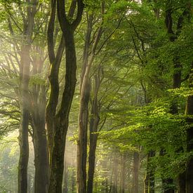 Het bos in het  nog vroege ochtendlicht van Marcel Post