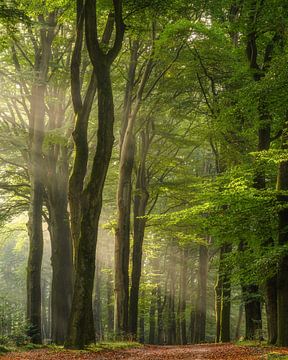 The forest in the still early morning light