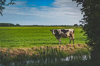 Koe in wei naast sloot