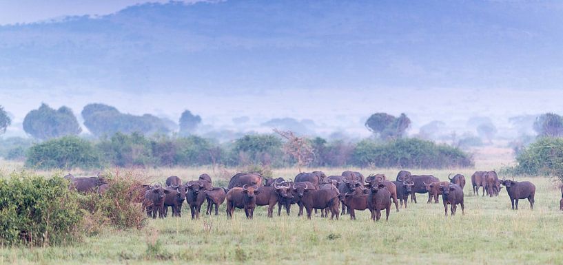 Buffalo par Robert Kienstra