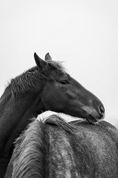 Cuddling horses