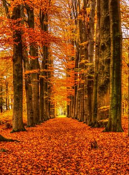 Theme:autumn, Woudenberg, The netherlands van Maarten Kost