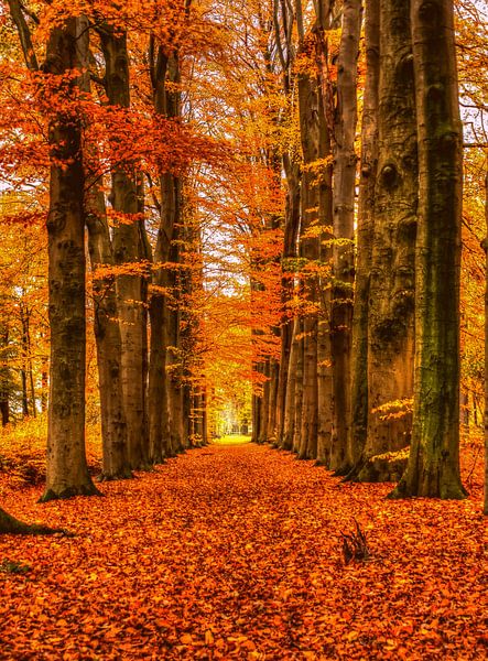 Thema: Herbst, Woudenberg, Die Niederlande von Maarten Kost