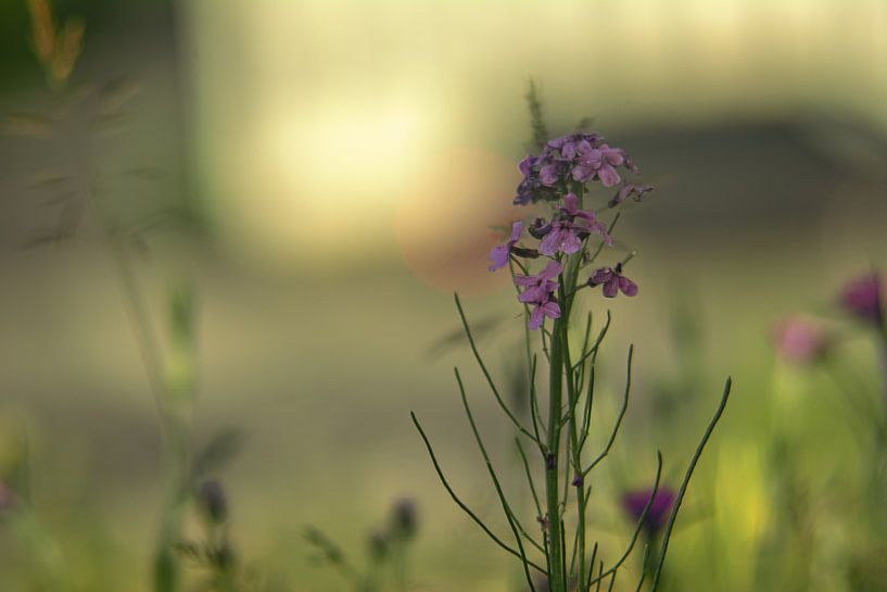 forest flowers field landscape Erzgebirge mountains towns cities villages by Johnny Flash