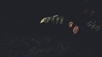 Plant met donkere achtergrond van Delano Balten thumbnail
