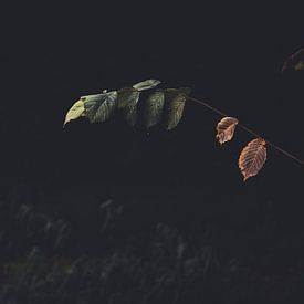 Pflanze mit dunklem Hintergrund von Delano Balten