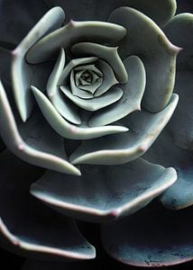 DARKSIDE OF SUCCULENTS XVI-C