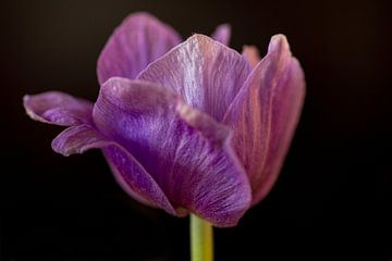 Tulp van voorDEfoto