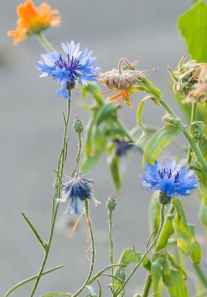 Cornflower by Han van der Staaij