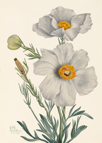 Matilija Poppy