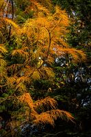 Autumn Flames