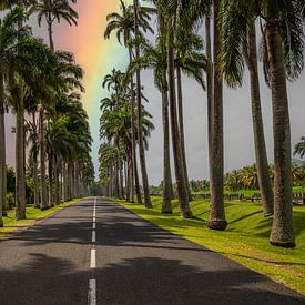 l'Allée Dumanoir, allée de palmiers dans les Caraïbes en Guadeloupe sur Fotos by Jan Wehnert