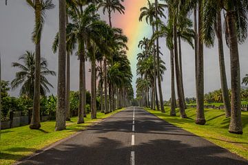 l'Allée Dumanoir, palmenlaan in het Caribisch gebied op Guadeloupe van Fotos by Jan Wehnert