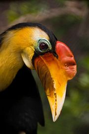 Neushoornvogel van pam van der Linde