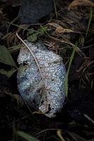 Waterdruppels op een blad