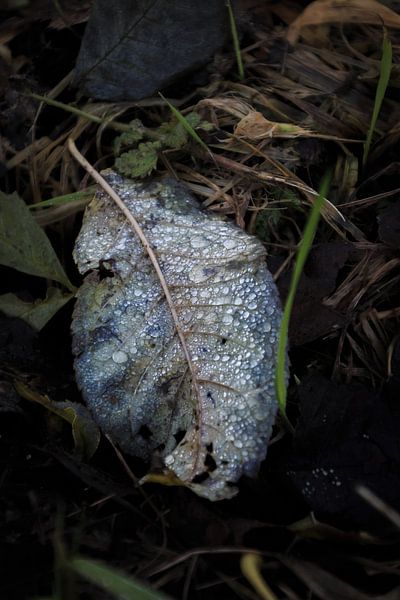 Wassertropfen auf einem Blatt von Dutch Creator