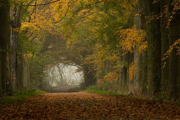 Bospad in de herfst van Moetwil en van Dijk - Fotografie