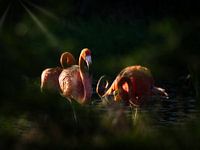 Flamingos in evening light.